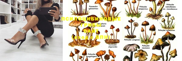 прущие грибы Верхний Тагил